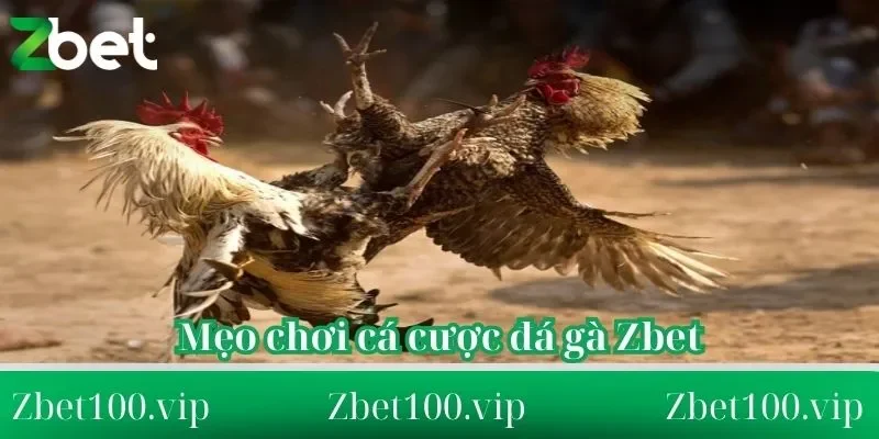 mẹo chơi cá cược đá gà Zbet từ cao thủ Mách bạn mẹo chơi cá cược đá gà Zbet từ cao thủ