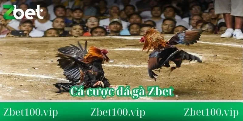 đôi nét về đá gà Zbet Tổng quan đôi nét về đá gà Zbet