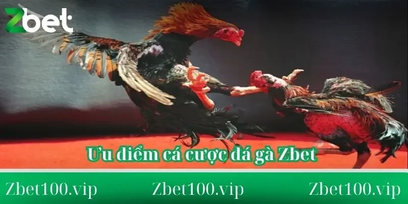 Ưu điểm nổi bật khi tham gia đá gà Zbet Ưu điểm nổi bật khi tham gia đá gà Zbet