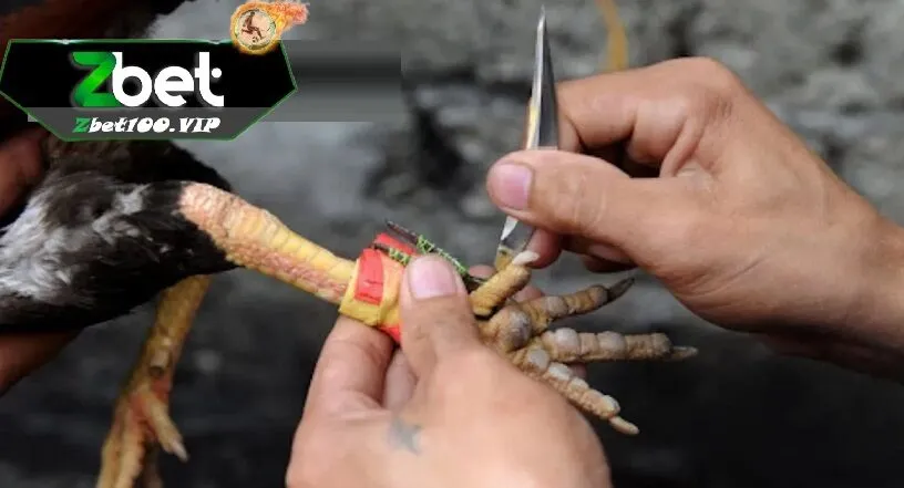 gioi thieu ve da ga cua dao tai zbet Giới thiệu về đá gà cựa dao tại zbet