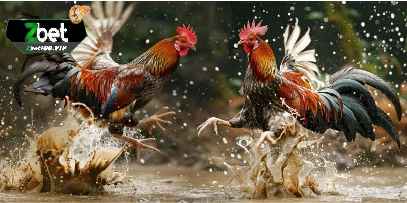 ly do nen tham gia da ga truc tiep zbet Lý do nên tham gia đá gà trực tiếp zbet