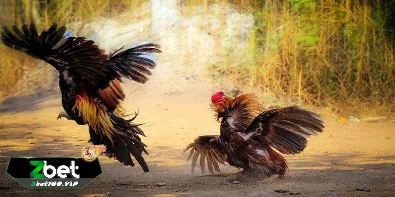 mot so luu y quan trong khi tham gia da ga truc tiep tai zbet Một số lưu ý quan trọng khi tham gia đá gà trực tiếp tại zbet