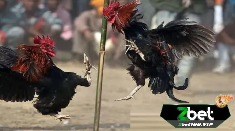 tai sao da ga cua dao tai zbet lai duoc ua chuong Vì sao đá gà cựa dao tại zbet lại được phổ biến