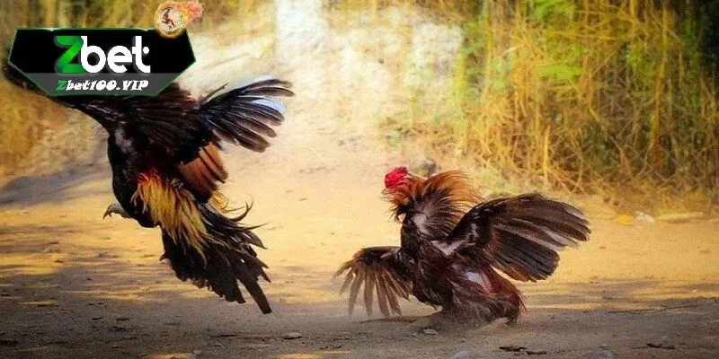tong quan ve da ga thomo tai zbet Tổng quan về đá gà thomo tại zbet