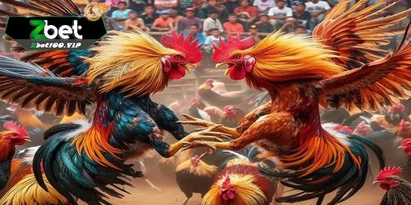 uu diem khi ca cuoc da ga thomo tai zbet Ưu điểm khi cá cược đá gà thomo tại zbet
